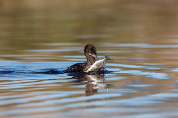 The pygmy cormorant (Microcarbo pygmaeus) on the Neretva delta, Croatia