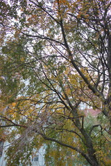 autumn foliage on trees on a cloudy day