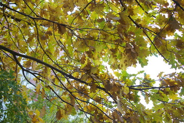 autumn foliage on trees on a cloudy day