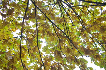 autumn foliage on trees on a cloudy day