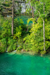 Trees on one of the many natural barriers between azure colored lakes with crystal clear water at the Plitvice Lakes National Park in Croatia