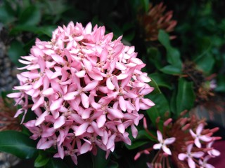 flower in the garden