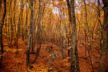 autumn yellow trees in the forest in raine