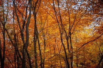autumn yellow trees in the forest in raine