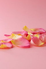 Flowers petals on pink background