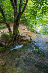 Pure fresh water of a small creek disappearing into a hole in the ground beneath a tree in the forest at the Plitvice Lakes National Park in Croatia