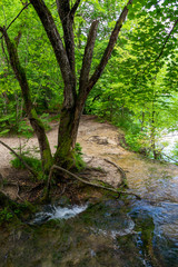 Pure fresh water of a small creek disappearing into a hole in the ground beneath a tree in the forest at the Plitvice Lakes National Park in Croatia