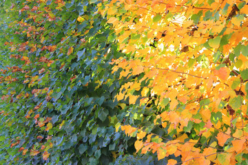 Leaves in autumn, Leaves change color, Autumn colors background.