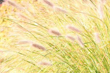 Grass flower with sunlight in garden
