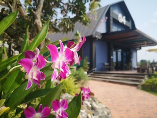 flowers in front of a house