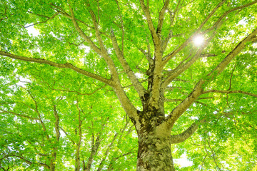 Obraz premium Green forest. Tree with green Leaves and sun light.