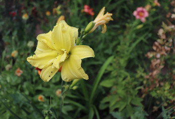 Luxury flower daylily in the garden close-up.Daylily is a flowering plant in the genus Hemerocallis.Edible flower. Daylilies are perennial plants. They only bloom for 24 hours.