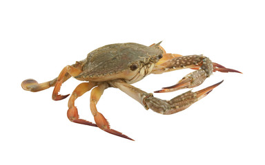 Sea crab isolated on white background