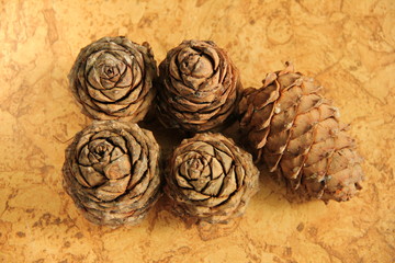 Young pine cones on the table. Cedar cones in high season.