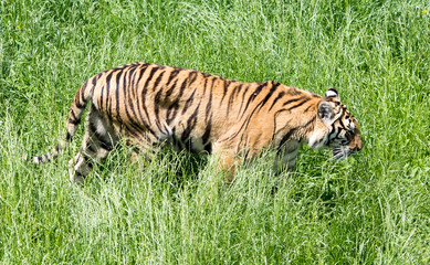 tigers in a green field