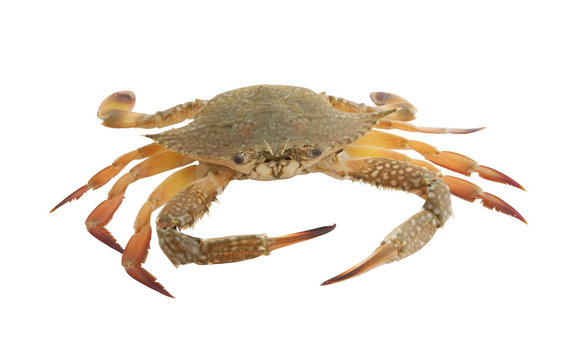 Green crab isolated on white background