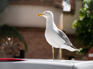 Close-up seagull sitting on a car roof looking to the left, with a wall and tree at the background