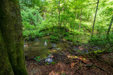 Fototapeta premium Small creek flowing through the untouched wilderness deep in the dense forest at the Plitvice Lakes National Park in Croatia