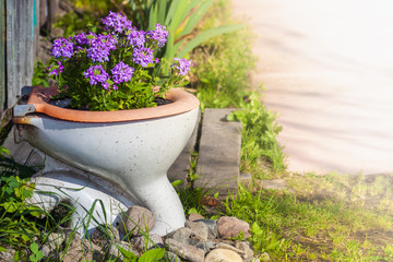 Fototapeta na wymiar purple flowers growing in an old toilet