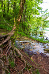 Fototapeta na wymiar Small creek passing an old mossy tree with many roots above the surface and flowing into an azure colored lake at the Plitvice Lakes National Park