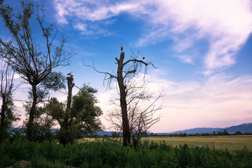 Fototapeta na wymiar Some storks on bare trees at sunset