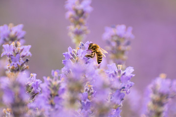 Biene im Lavendel, lila, Garten, Erzgebirge, Sachsen, Deutschland, Europa