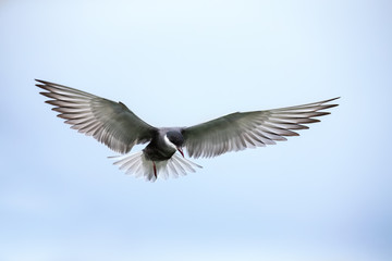 Whiskered tern in flight landing on branch with wings spread