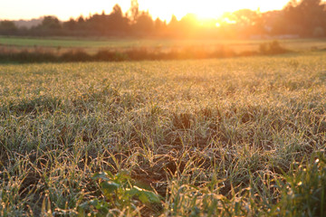 rosa o świcie © Lula4ever