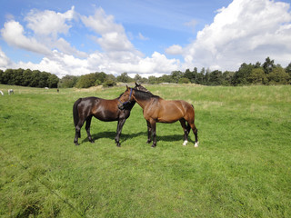 Obraz na płótnie Canvas Horses in a ranch
