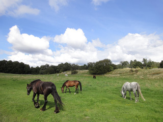 Horses in a ranch