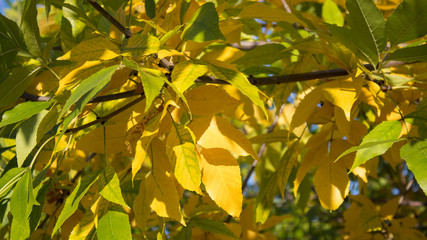 Autumn foliage background. Autumn background.