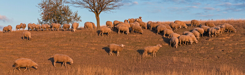 Sheep and goats graze on green grass in spring	