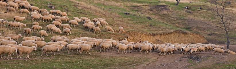 Fototapeta premium Sheep and goats graze on green grass in spring 