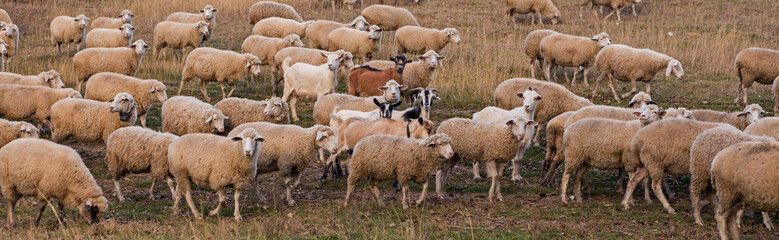 Sheep and goats graze on green grass in spring	