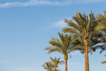 Fototapeta na wymiar Branches of date palms under blue sky in Summer