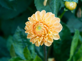 Pompon or ball Dahlias | Beautiful decorative dahlia flower with magnificent blunt petals slightly rounded at their tips or ball-shaped and slightly flattened at face 