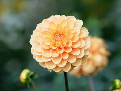Pompon or ball Dahlias | Beautiful decorative dahlia flower with magnificent blunt petals slightly rounded at their tips
