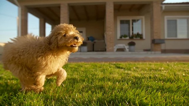 Little cute toy poodle dog running fast at the backyard at slowmotion, 200fps. His face is smiling. Yard covered with green lawn, green grass with house on the background. Apricot fur 