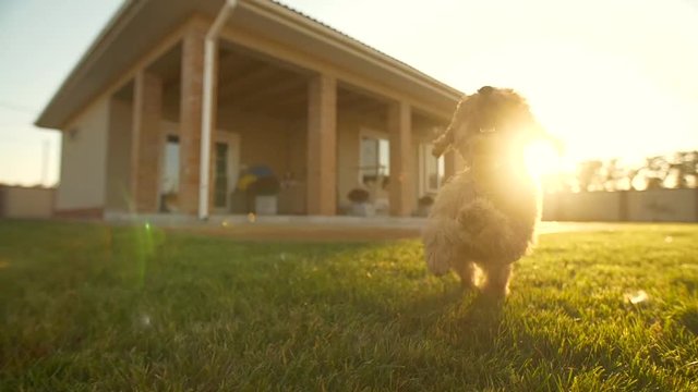 Little cute lovely Toy poodle puppy runs in evening sunshine, slow motion. Yellow ays shin on apricot fur. Green grass coveres backyard near home.