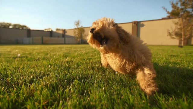 little cute toy poodle puppy lies on the grass at backyard. Beautiful sunny day, sun shines apricot fur of puppy. Warm day with blue sky