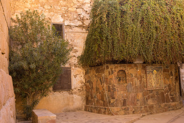 Moses' burning bush at the Monastery of St Catherine in Egypt