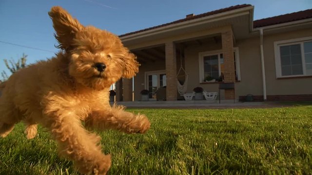 Little cute Red toy poodle puppy running on the green grass at backyard near the house, Warm sunny day with blue sky and beautiful sunshine. slow motion