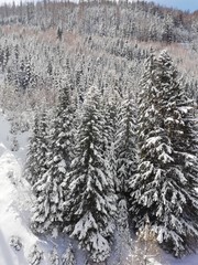 snow covered trees