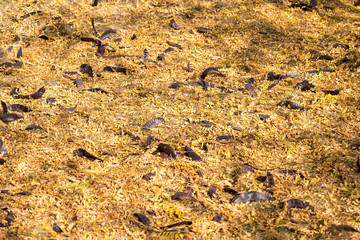 Red and Orange Autumn Leaves Background, Golden autumn in warm colors