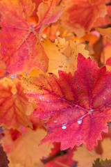Autumn grapes with red leaves, the vine at sunset is reddish yellow	