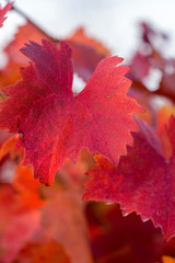 Autumn grapes with red leaves, the vine at sunset is reddish yellow	