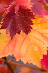 Autumn grapes with red leaves, the vine at sunset is reddish yellow	