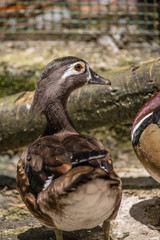 pato 3