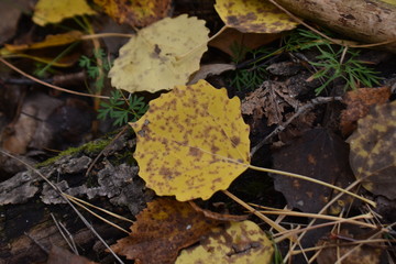 yellow sheet