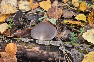 mushroom in autumn
